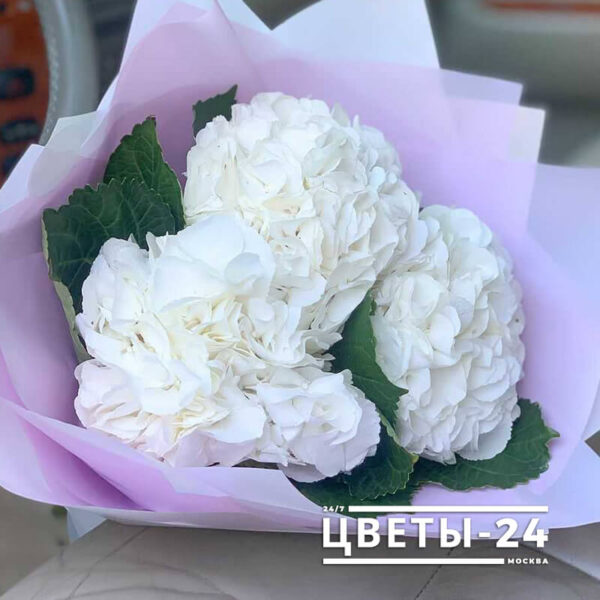 Купить гортензии в москве недорого доставка цветов тула 24 часа